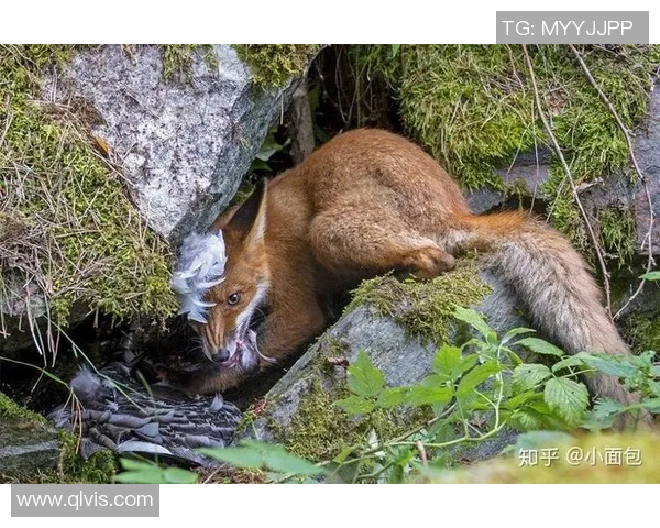 墨美洲队与老虎大学队激战正酣谁将赢得这场精彩对决 墨美洲队与老虎大学队激战正酣谁将赢得这场精彩对决